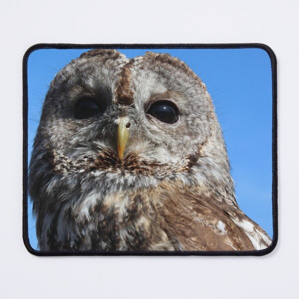 Item preview, Tawny Owl designed and sold by TheAnimalZ00.