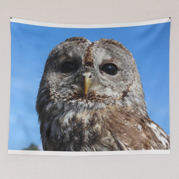 Item preview, Tawny Owl designed and sold by TheAnimalZ00.