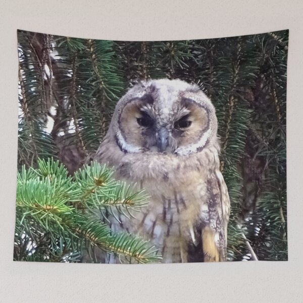 Item preview, Tawny Owl designed and sold by TheAnimalZ00.