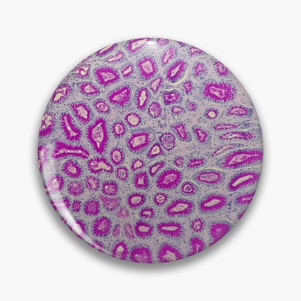 Item preview, Histology of stomach, small intestine, AB/PAS, 20x designed and sold by Psymier.
