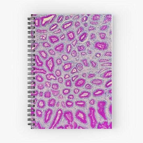 Item preview, Histology of stomach, small intestine, AB/PAS, 20x designed and sold by Psymier.