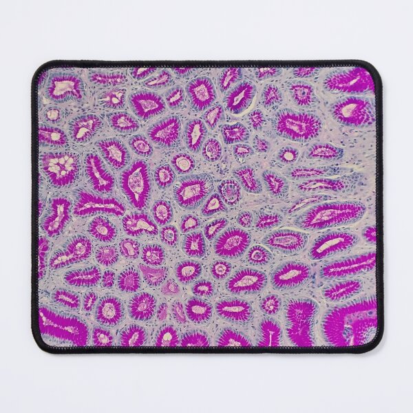 Item preview, Histology of stomach, small intestine, AB/PAS, 20x designed and sold by Psymier.