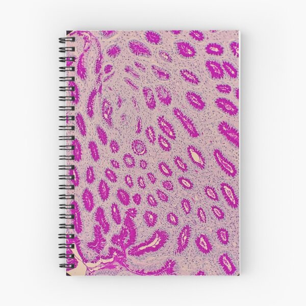 Item preview, Histology of stomach glands, human tissue, AB/PAS, 20x designed and sold by Psymier.