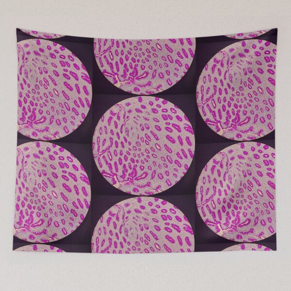 Item preview, Histology of stomach glands, human tissue, AB/PAS, 20x designed and sold by Psymier.