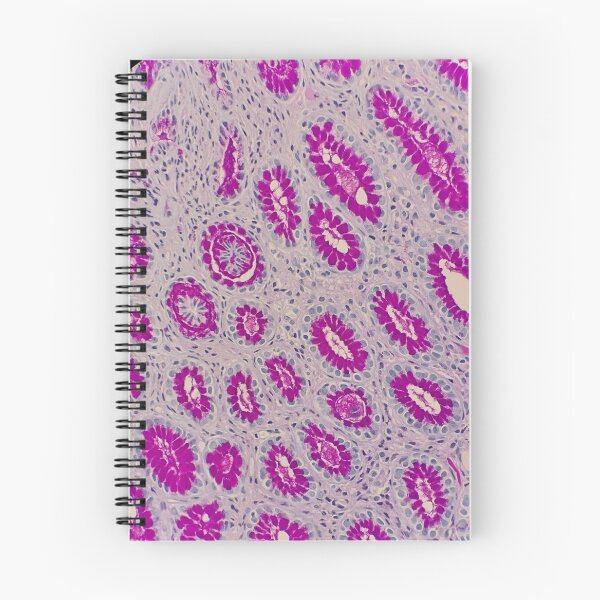 Item preview, Histology of stomach glands, human tissue, AB/PAS, 100x designed and sold by Psymier.