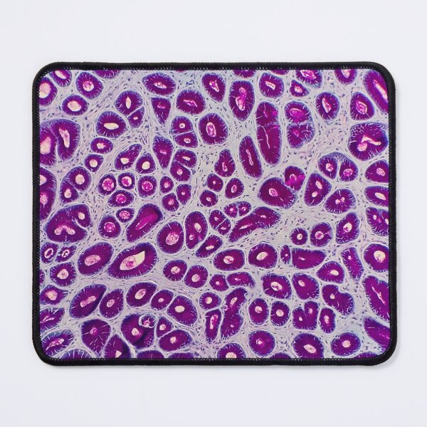 Item preview, Histology of stomach pits, glands, human tissue, AB/PAS, 20x designed and sold by Psymier.