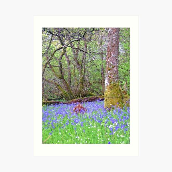 Bluebell Wood Art Print