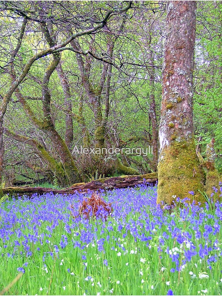 Bluebell Wood by Alexanderargyll