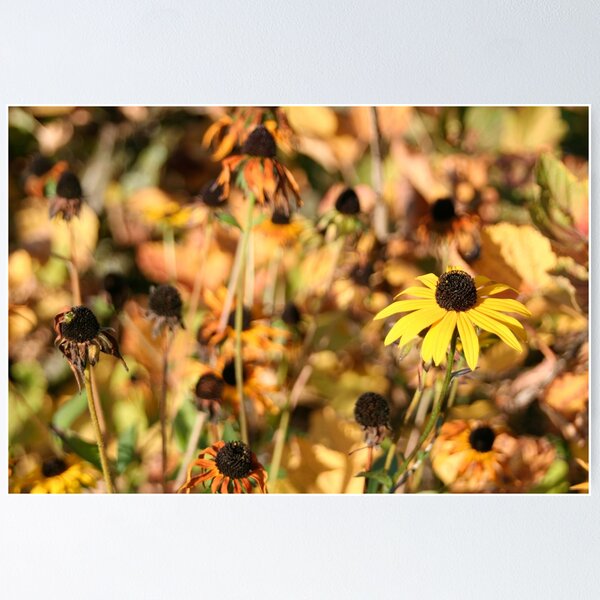 Item preview, Black-eyed Susan designed and sold by Calidris Fotografie Steffi & Ben Köppler.