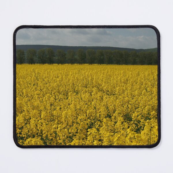 Item preview, Canola field designed and sold by Calidris Fotografie Steffi & Ben Köppler.