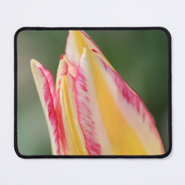 Item preview, Yellow Tulip designed and sold by Calidris Fotografie Steffi & Ben Köppler.