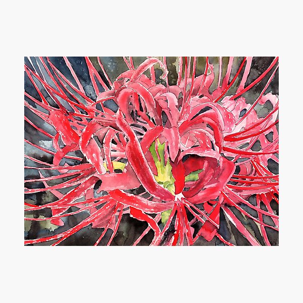 Red Spider Lily Photographic Prints for Sale | Redbubble