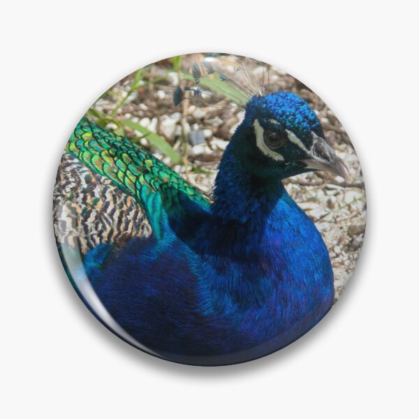 Item preview, Blue peafowl designed and sold by Calidris Fotografie Steffi & Ben Köppler.