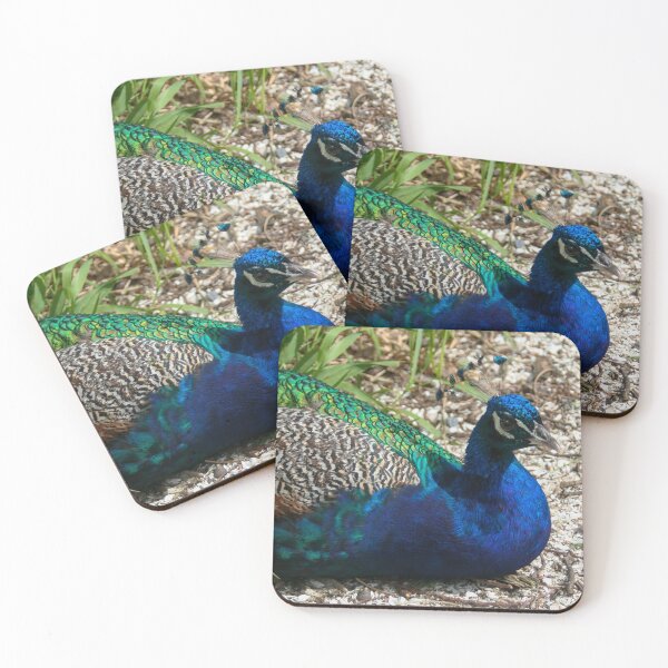 Item preview, Blue peafowl designed and sold by Calidris Fotografie Steffi & Ben Köppler.