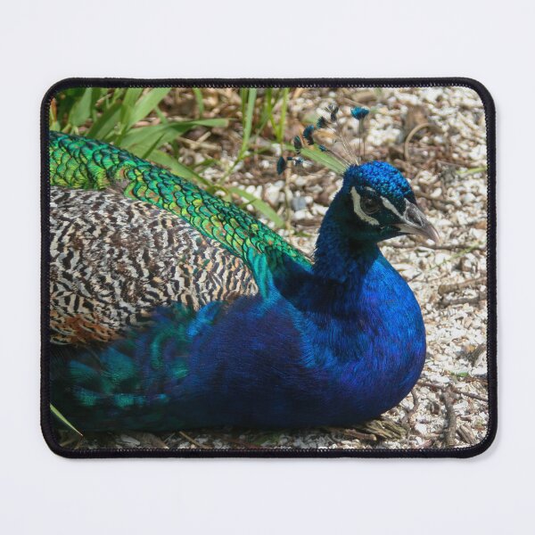 Item preview, Blue peafowl designed and sold by Calidris Fotografie Steffi & Ben Köppler.