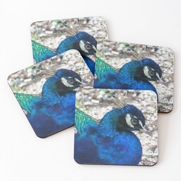 Item preview, Peacock designed and sold by Calidris Fotografie Steffi & Ben Köppler.
