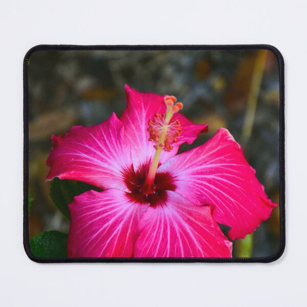 Item preview, Red Hibiscus Bloom designed and sold by MercerImages.