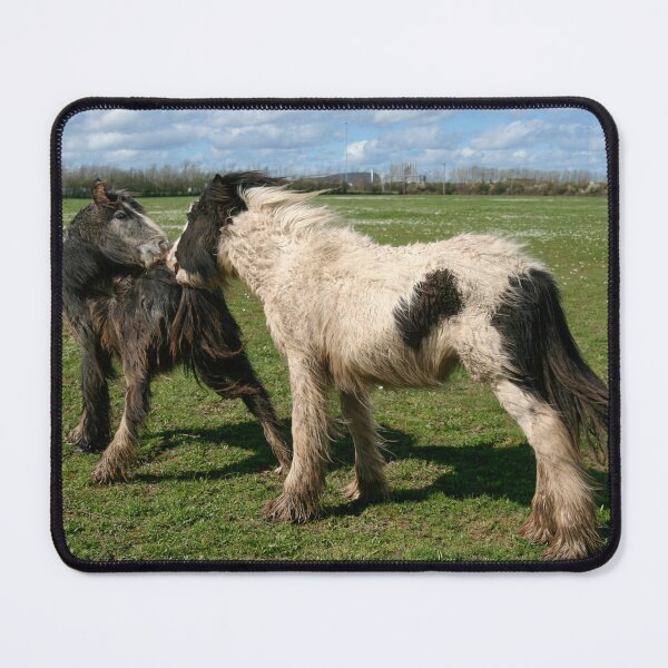 Item preview, Irish cobs designed and sold by Calidris Fotografie Steffi & Ben Köppler.