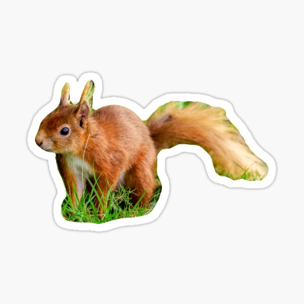 Item preview, Inquisitive Red squirrel designed and sold by OwlOccasions.