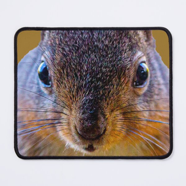 Item preview, Red squirrel designed and sold by Dalyndigital Photography.