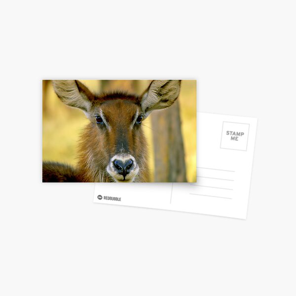 Defassa Waterbuck Postcard