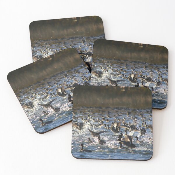 Item preview, Coots ready for take-off designed and sold by AMNorthernLight.