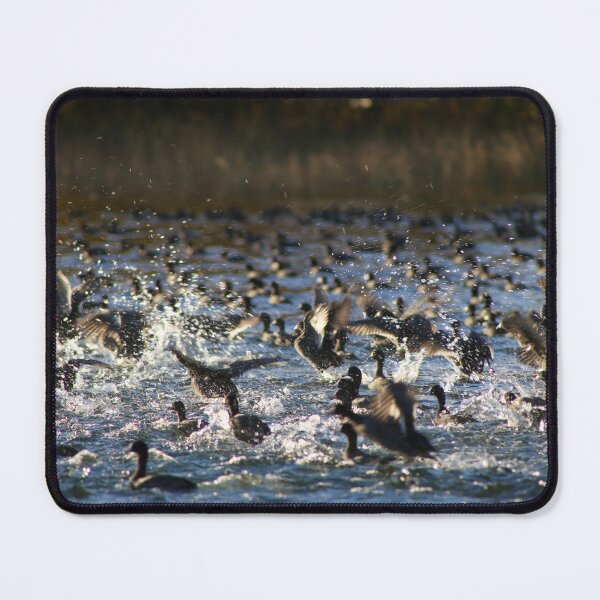 Item preview, Coots ready for take-off designed and sold by AMNorthernLight.