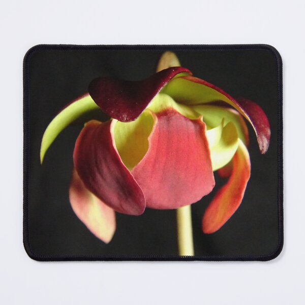 Item preview, Sarracenia Purpurea Bloom (Eve's Apple) designed and sold by Tippitiwichet.
