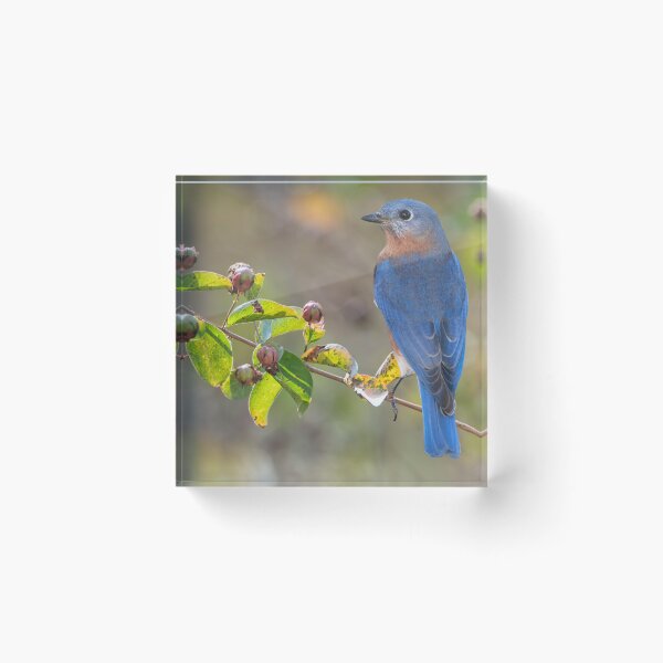 Artikelvorschau, Östlicher Blauvogel auf Kreppmyrtenzweig entworfen und verkauft von Bonnie T.  Barry.