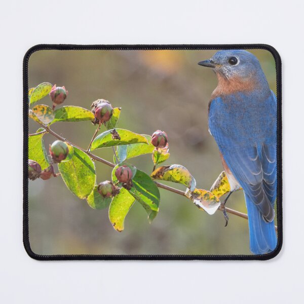 Item preview, Eastern Bluebird on Crepe Myrtle Limb designed and sold by Bonnie T. Barry.