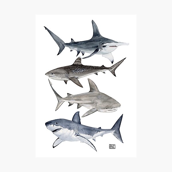 Item preview, SHARKS-most searched designed and sold by BEATRIZ ABAITUA.
