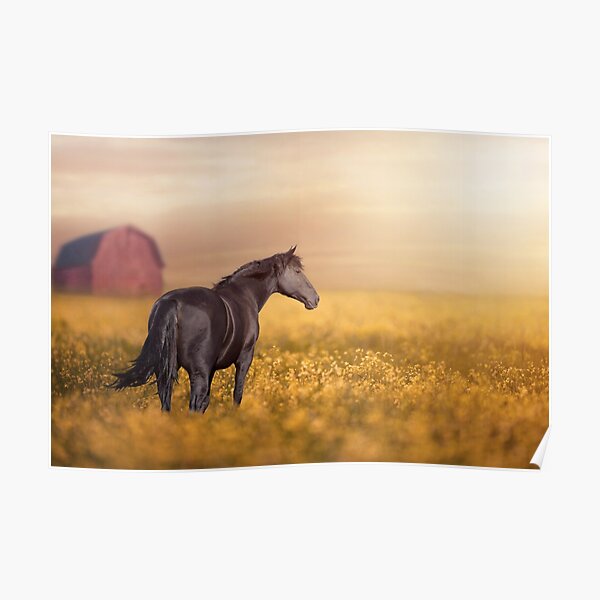 Dark Horse 11 Poster