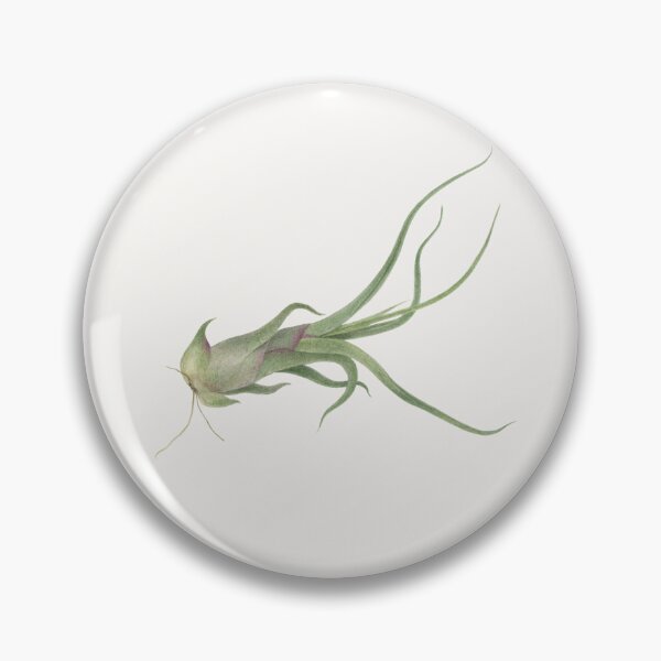 Item preview, Copy of Airlpant Tillandsia Caput-Medusa. Watercolor painting. designed and sold by Antonina Sotnikova.