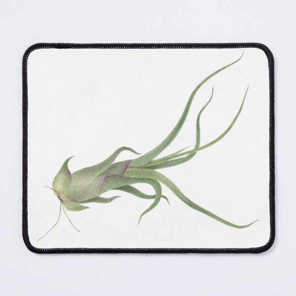 Item preview, Copy of Airlpant Tillandsia Caput-Medusa. Watercolor painting. designed and sold by Antonina Sotnikova.