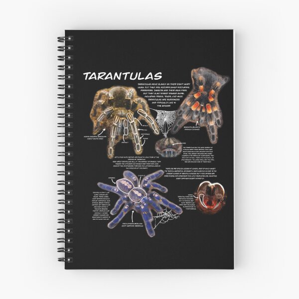 Item preview, Tarantula fact sheet designed and sold by Ren Andrews.