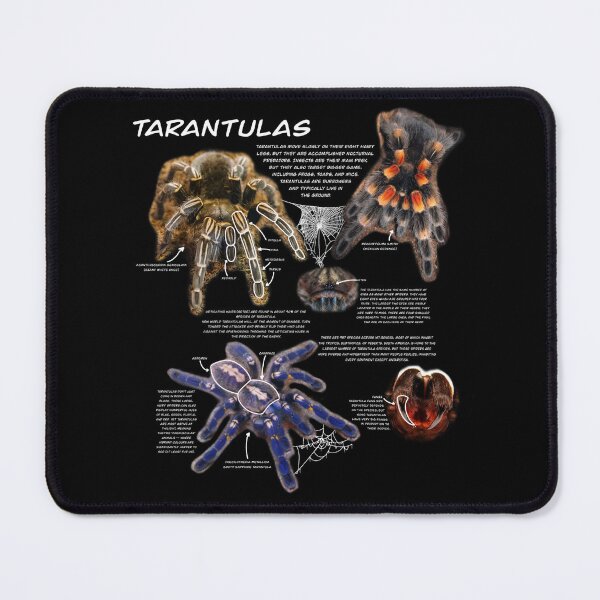 Item preview, Tarantula fact sheet designed and sold by Ren Andrews.