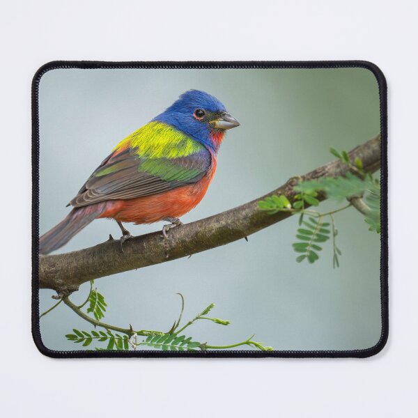 Item preview, Painted Bunting South Texas designed and sold by PhotoArt by Joan Carroll.