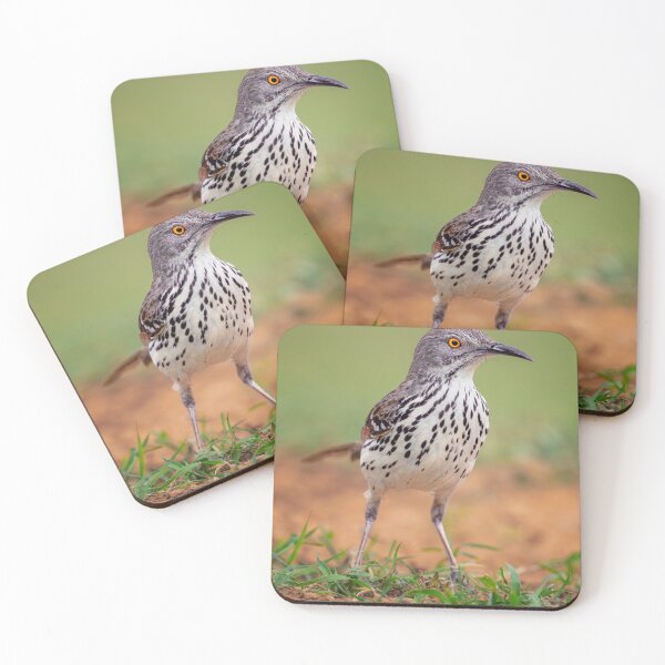 Item preview, Long Billed Thrasher South Texas designed and sold by PhotoArt by Joan Carroll.