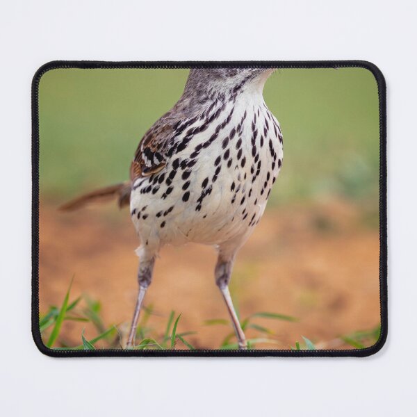 Item preview, Long Billed Thrasher South Texas designed and sold by PhotoArt by Joan Carroll.