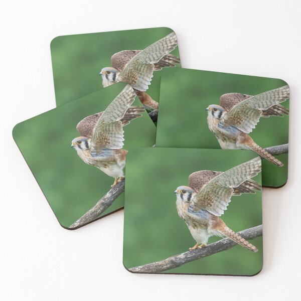 Item preview, American Kestrel female wings spread designed and sold by John Reaume.