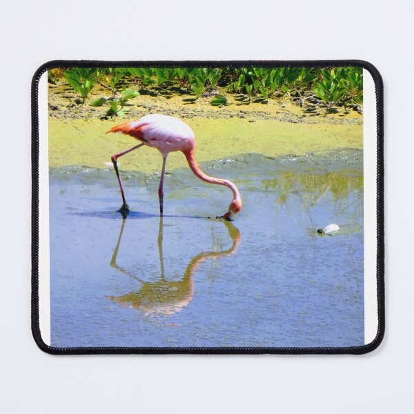 Item preview, Pink Flamingo in Galapagos designed and sold by Mathilde GT.