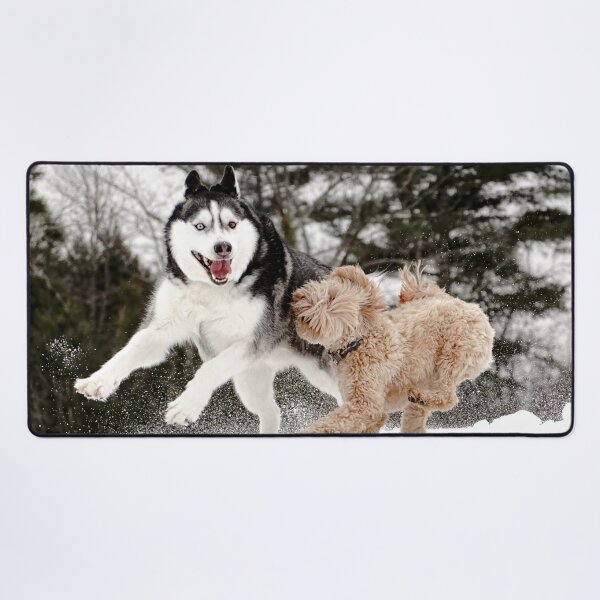 Item preview, Two different color eyes Siberian Husky plays with other dog in the Snow designed and sold by myhuskymax.