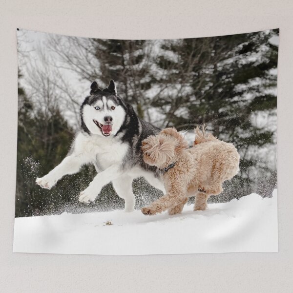 Item preview, Two different color eyes Siberian Husky plays with other dog in the Snow designed and sold by myhuskymax.