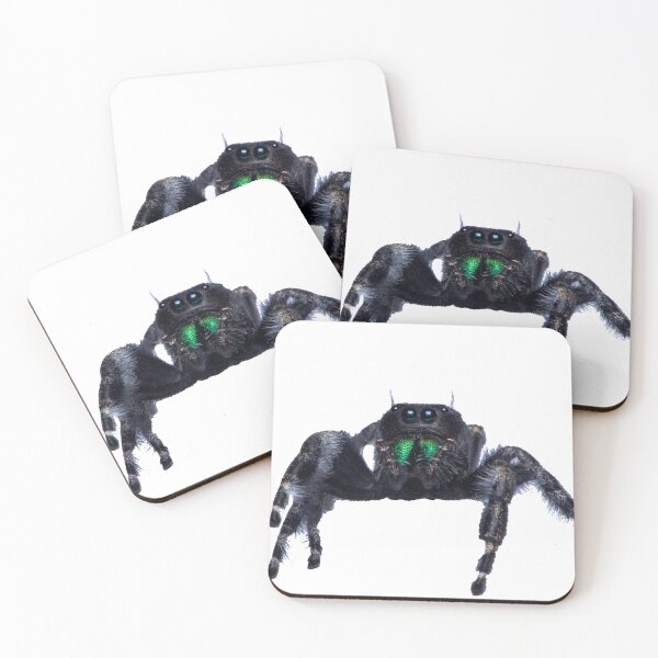 Item preview, Bold Jumping Spider designed and sold by Inverts-n-More.
