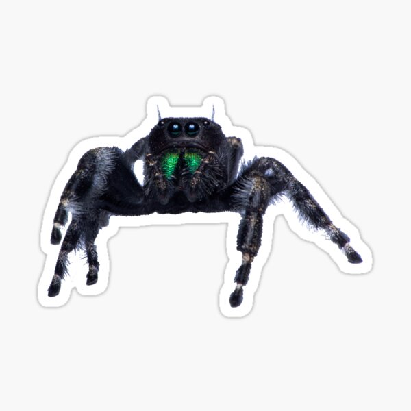 Item preview, Bold Jumping Spider designed and sold by Inverts-n-More.