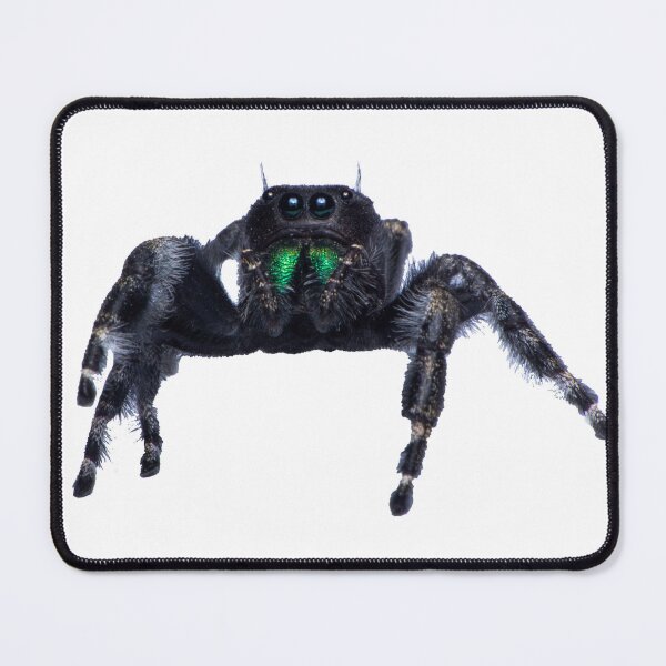 Item preview, Bold Jumping Spider designed and sold by Inverts-n-More.