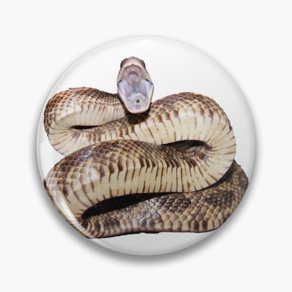 Item preview, Spicy Rat Snake designed and sold by Inverts-n-More.