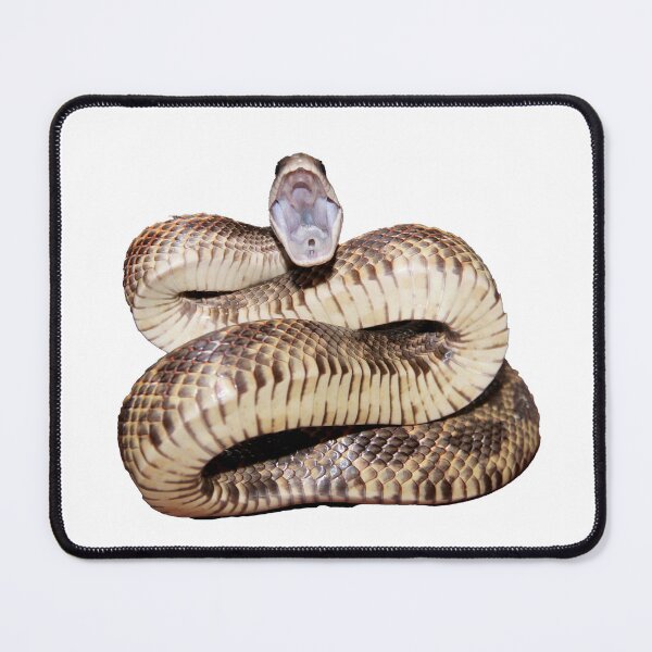 Item preview, Spicy Rat Snake designed and sold by Inverts-n-More.