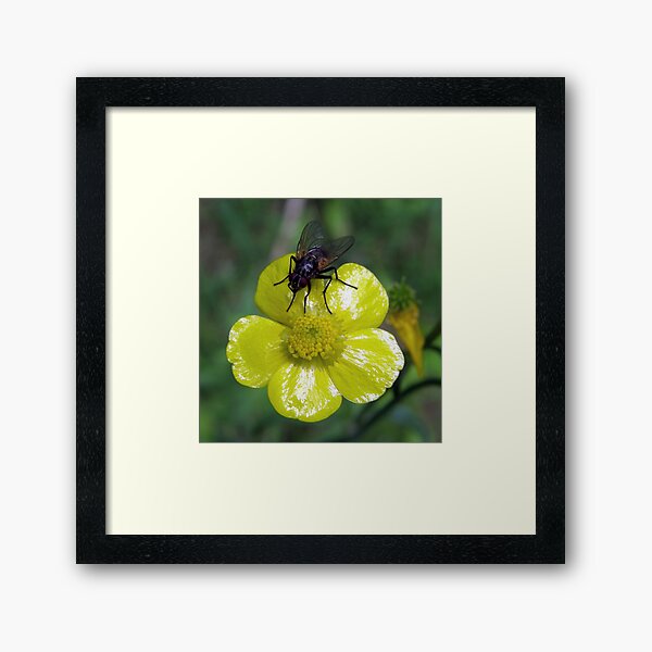 Fly On Buttercup Framed Art Print