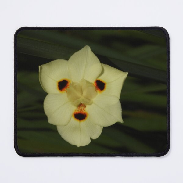 Item preview, Dietes bicolor Flower designed and sold by Linda Sijpkes.
